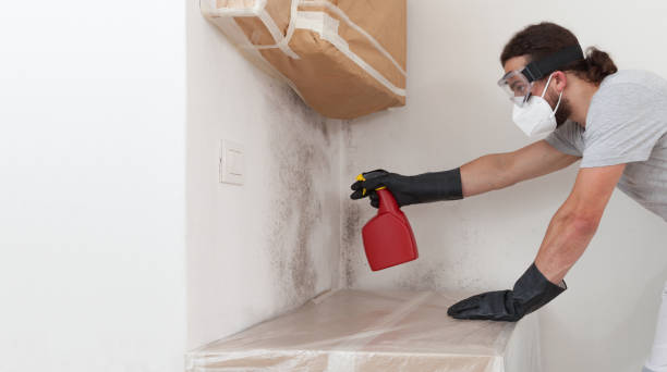 Professional Attic Mold Remediation technician working in Hudson, NY