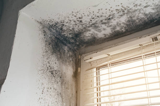 Affordable Attic Mold Remediation solutions in Hudson, NY